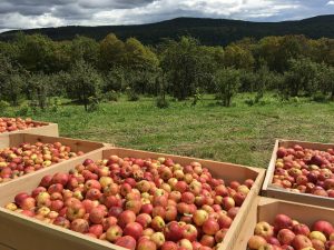 Eve's Cidery