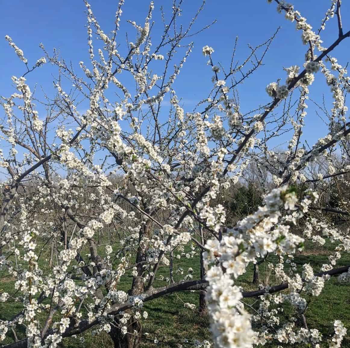 cider in the Finger Lakes