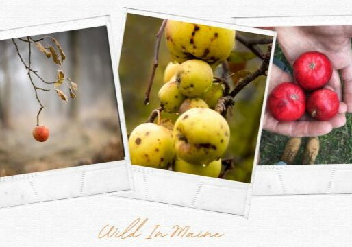 cider in maine